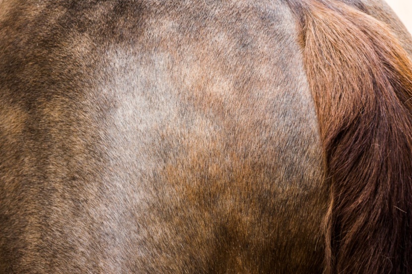 Hafertaler beim Pferd: Harmlos oder Alarmsignal?