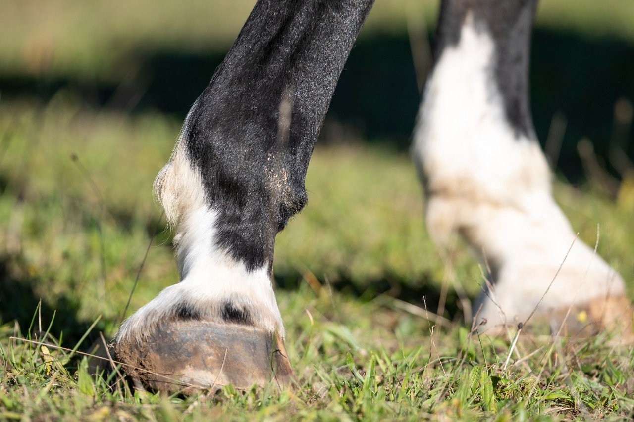 Was Hilft Bei Arthrose Pferd www.pferderevue.at