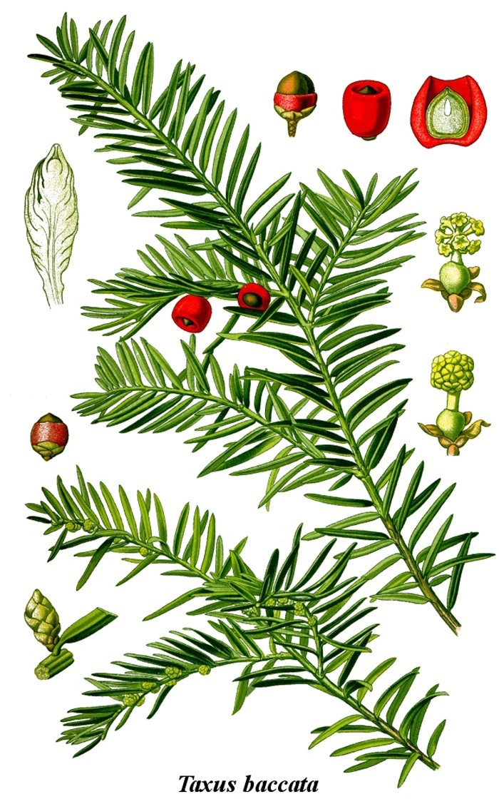 Gefahr aus dem Garten