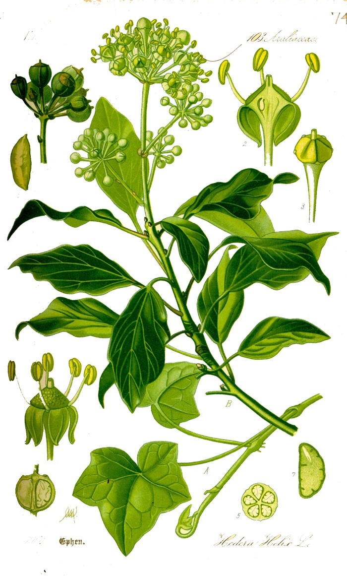 geigenfeige samen Ficus lyrata verzweigt (Geigenfeige) kaufen main image 0