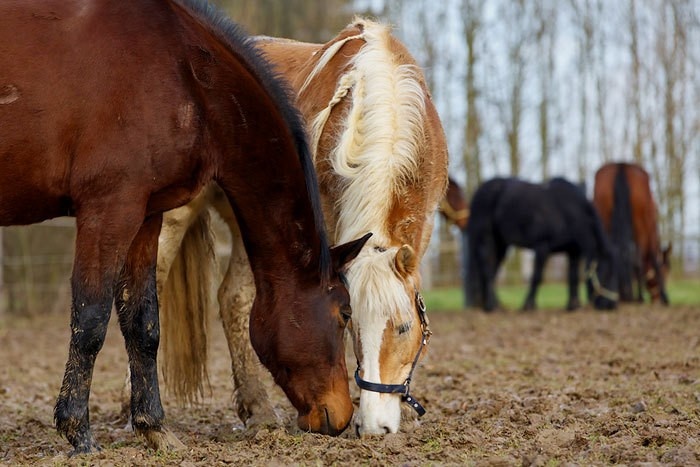Pferdehaltungsverbot Bei Gatschkoppeln
