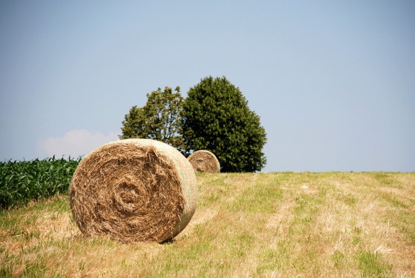 Wie man sich bettet: Pferdeeinstreu im Vergleich