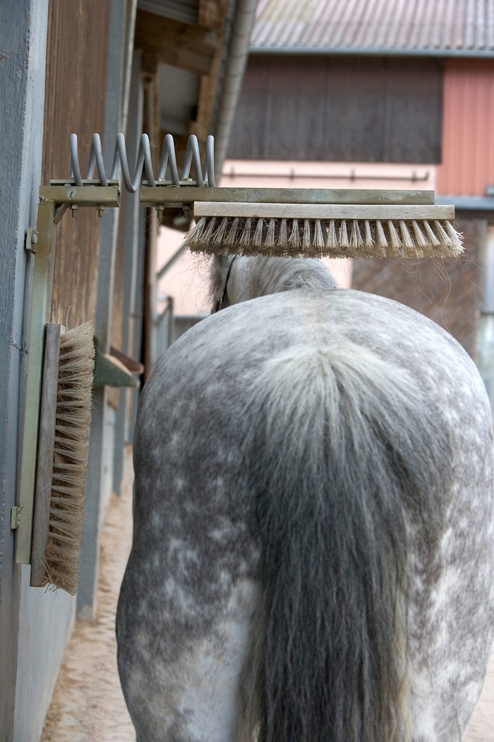 Gute Laune Auf Dem Winterpaddock