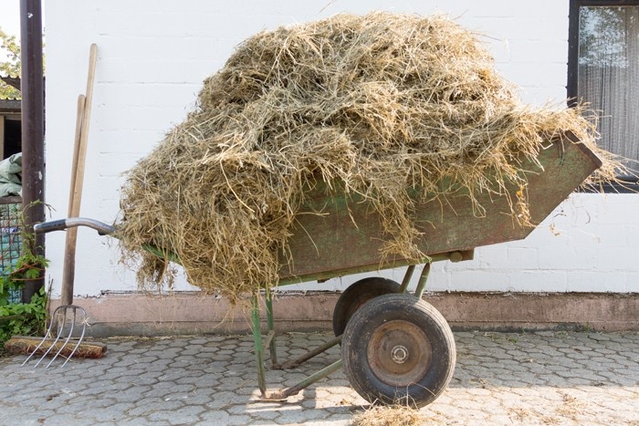 Silage Pferd Kolik