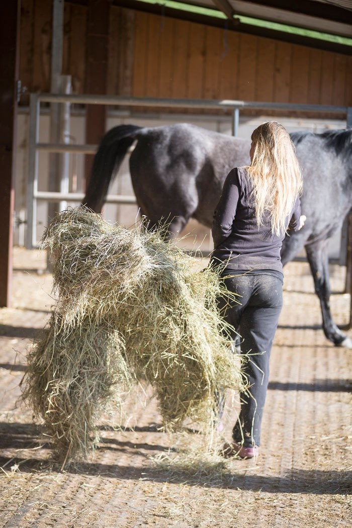 dunne pferde gesund auffuttern