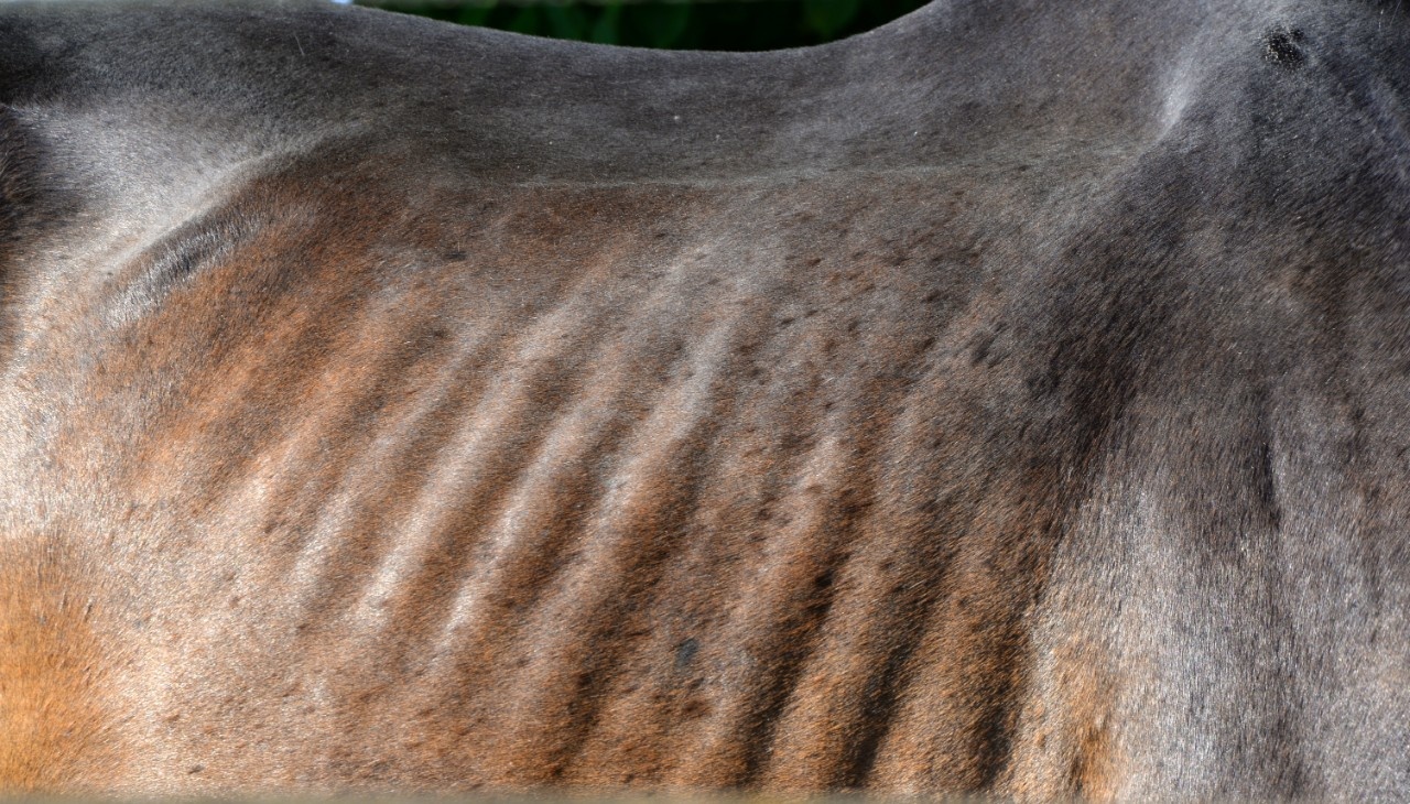 Altes Pferd Zu Dünn Was Füttern