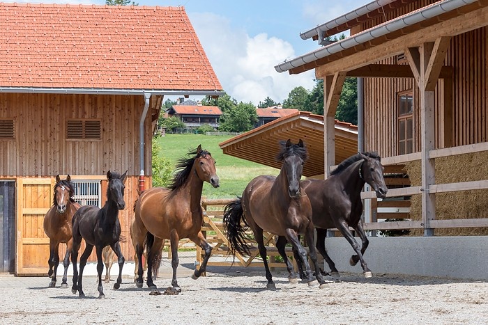machen-sie-den-test-ist-ihr-pferd-offenstalltauglich