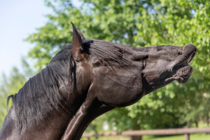 Wird von pferd gedeckt frau auf die