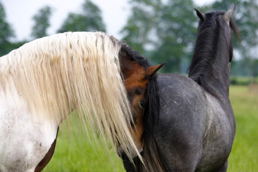 Frau pferd besteigt Habe ein