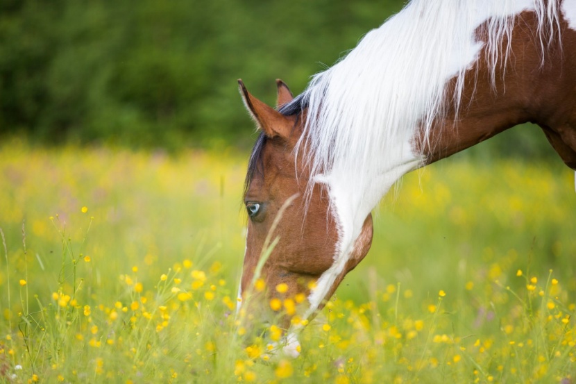 Giftige Platzruber: Butterblumen auf der Pferdeweide