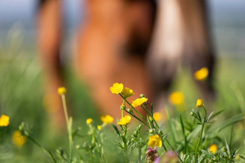 Giftige Platzruber: Butterblumen auf der Pferdeweide