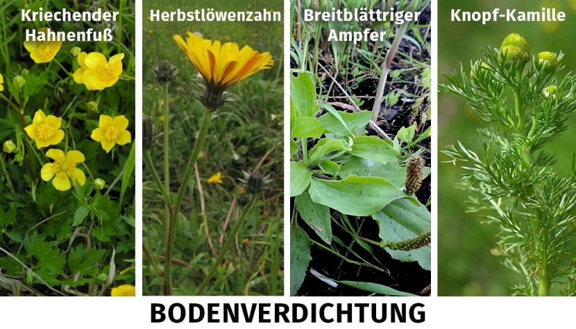 Was Lwenzahn, Gnseblmchen und Co ber den Zustand der Pferdeweide  verraten