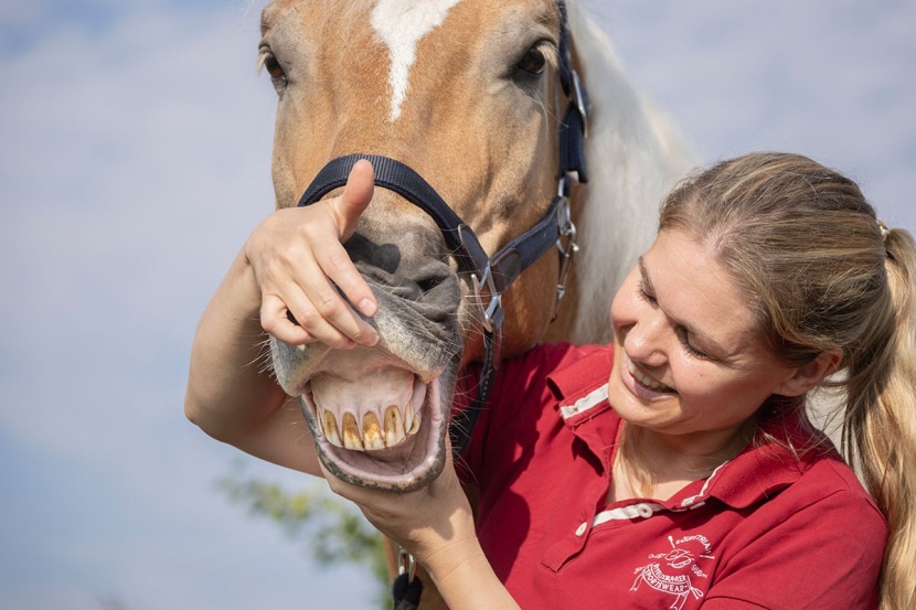 Pferd Spuckt Heuwickel Aus