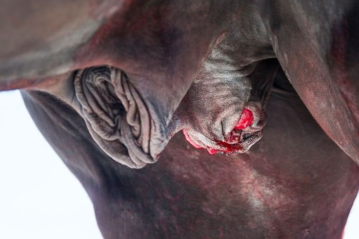Kastration: Tierarzt muss nach Komplikationen zahlen.